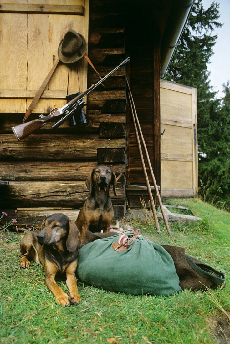 Two hunting dogs in front of hunting lodge