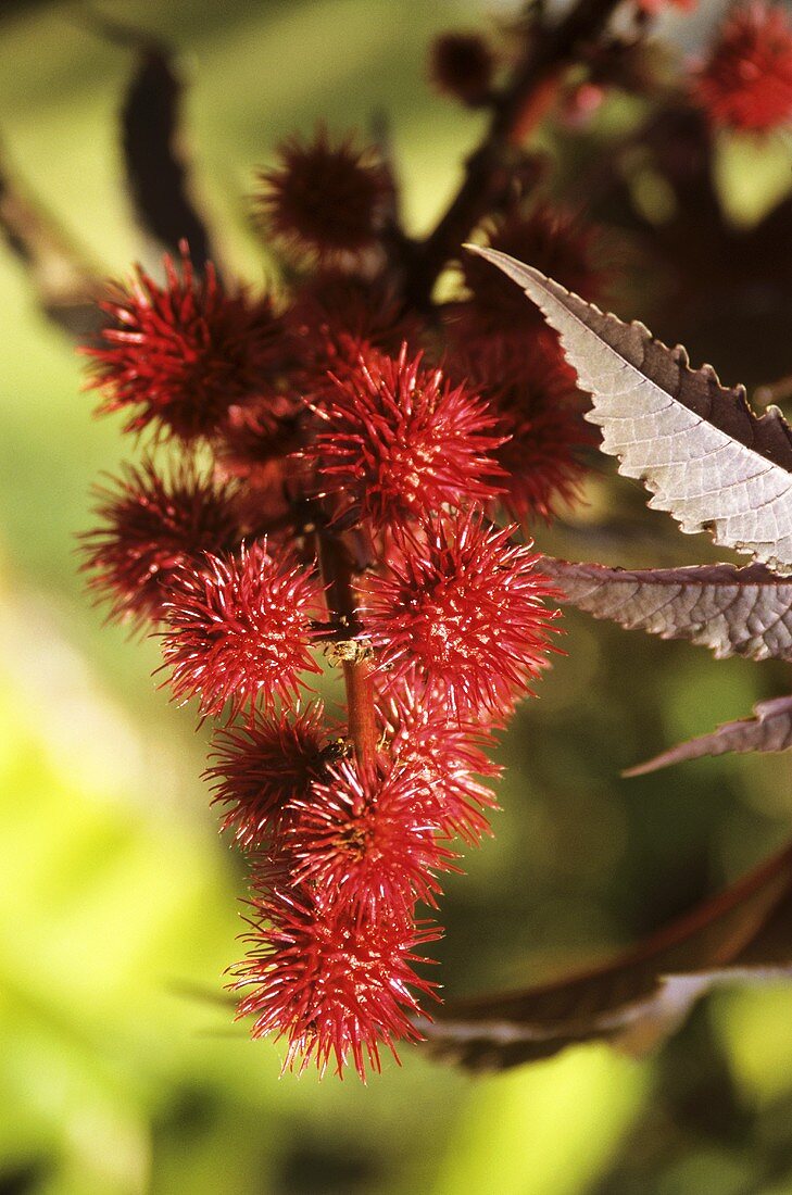 A branch of castor oil plant with red prickly fruits