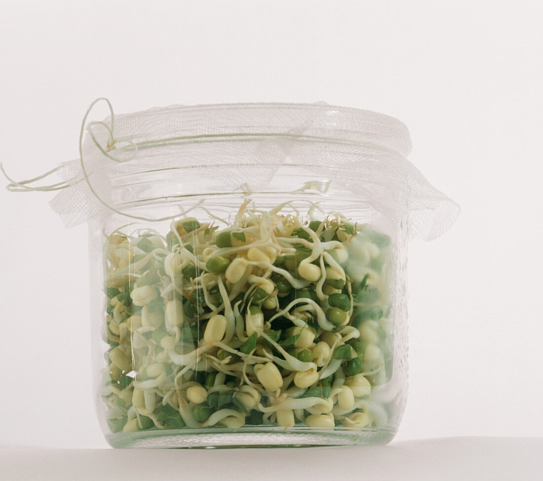 Bean Sprouts in a Glass Jar