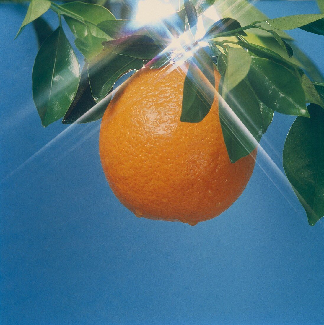 Orange am Zweig, Hintergrund: blauer Himmel
