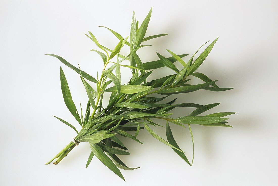 Several sprigs of tarragon tied into a bunch