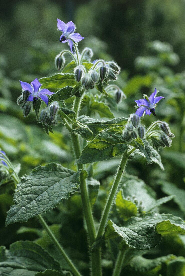 A borage plant with flowers, outdoor shot