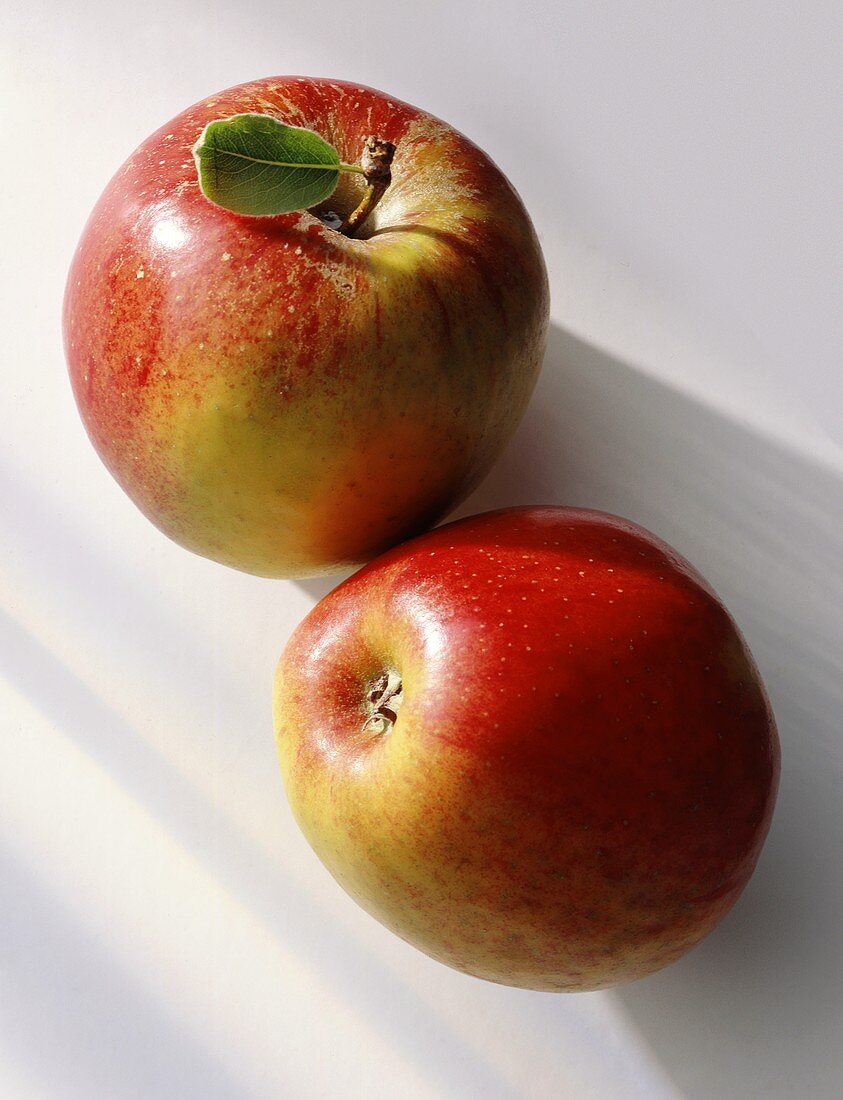 Zwei Äpfel (Cox Orange) auf weißem Untergrund