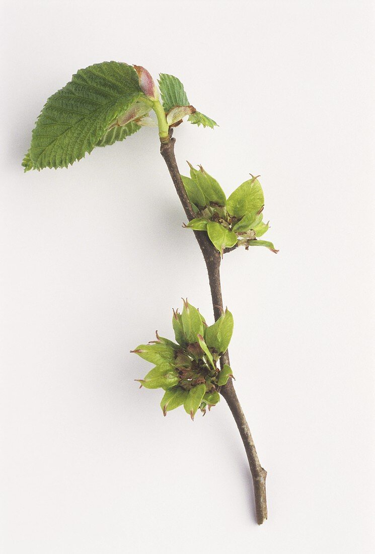 Elm branch (Ulmus procera) with blossom & leaves
