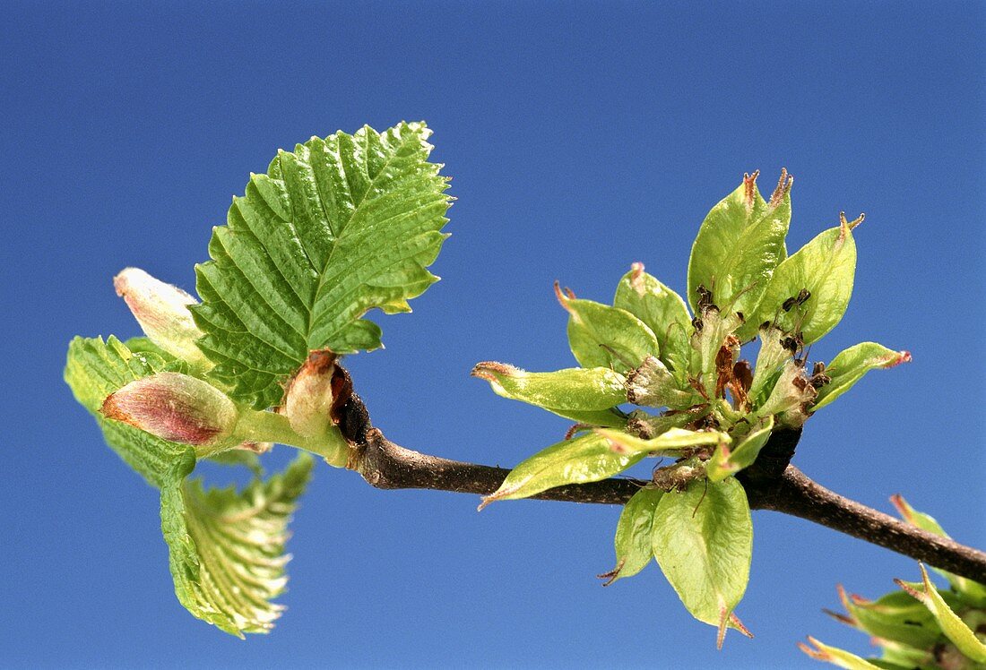 A branch of elm (Ulmus procera) with blossom and leaves