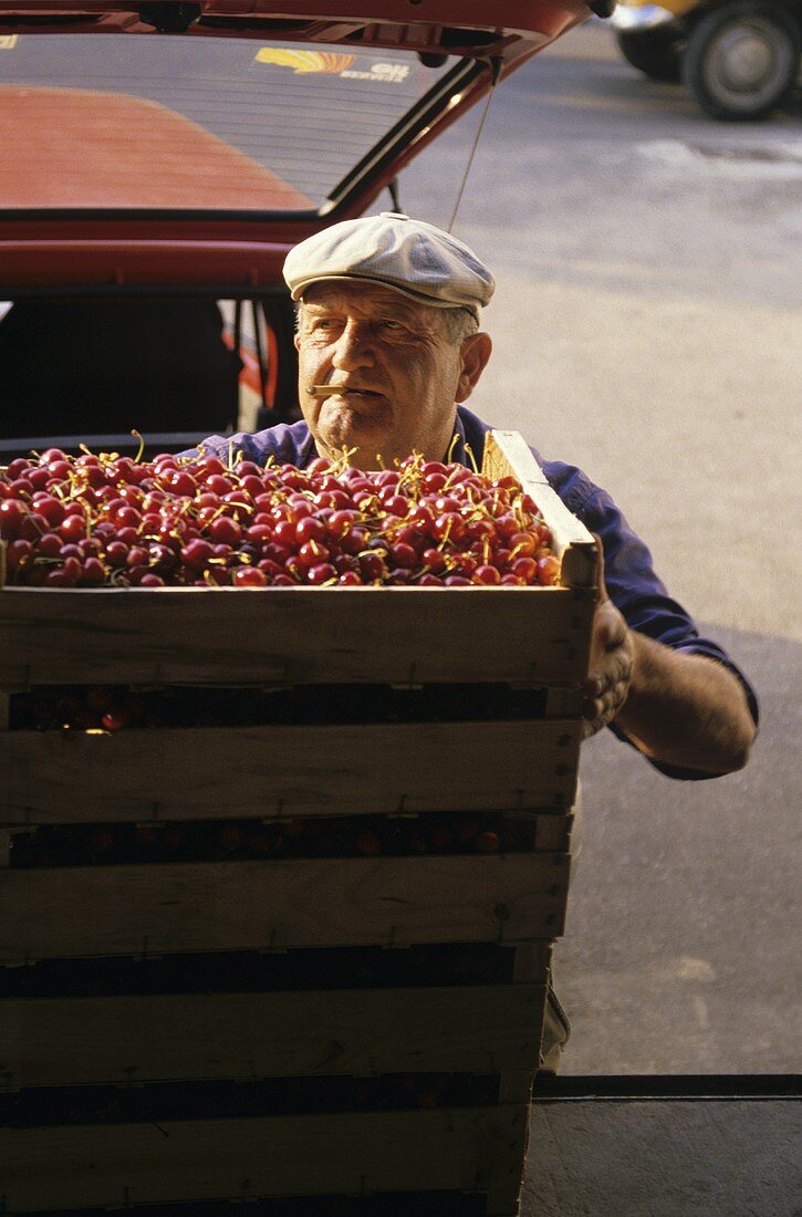 Cherries being loaded into crates