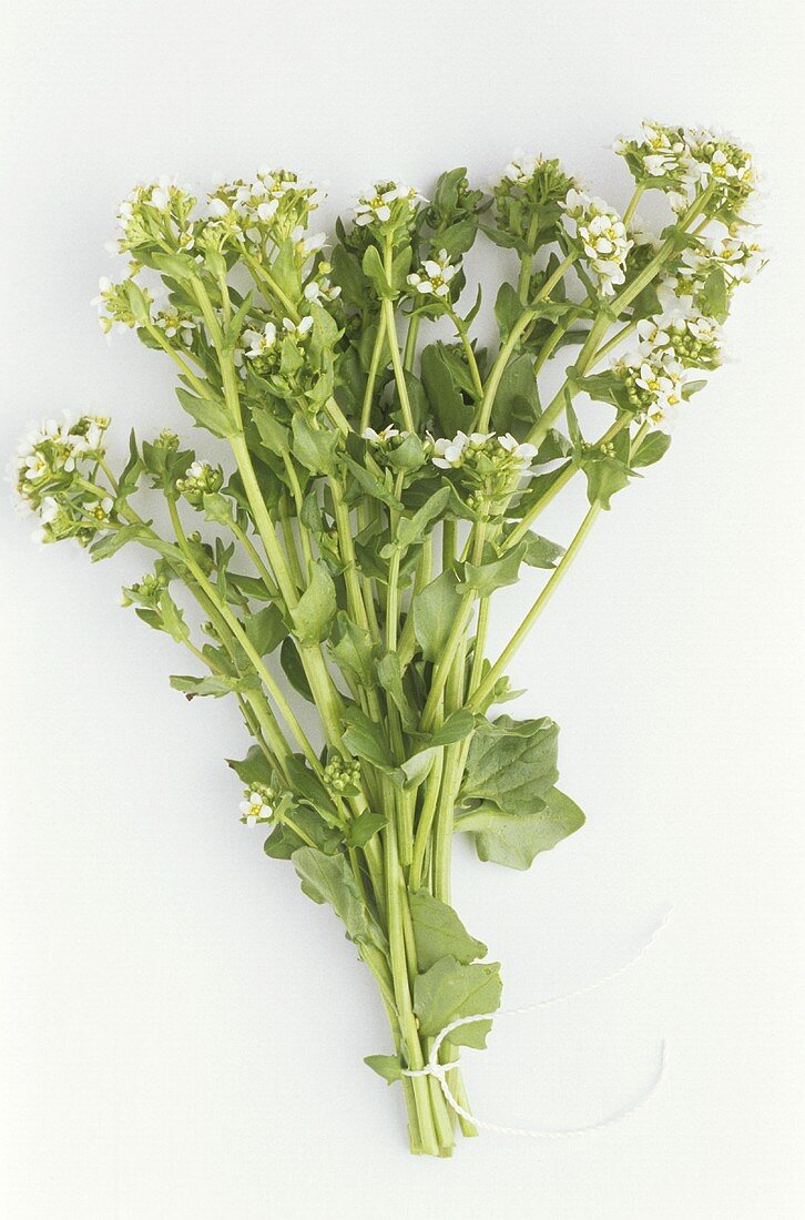 Ein Bund Löffelkraut (Cochlearia officinalis)