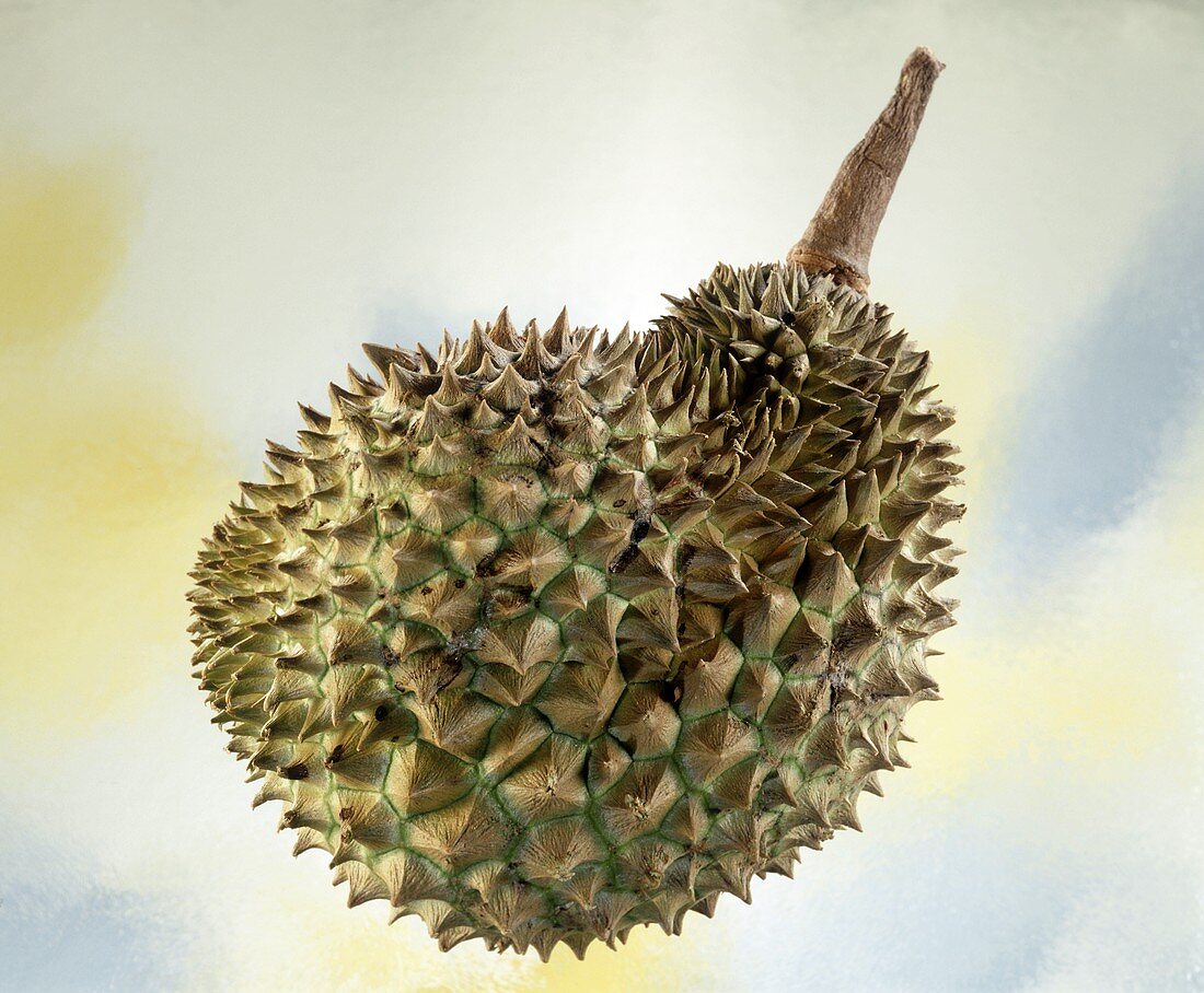 Durian (Stinkfrucht)