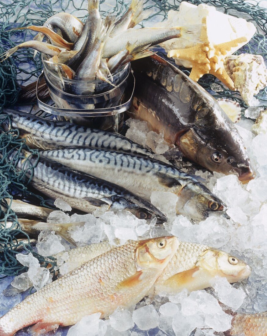 Fish on ice (carp, herring, mackerel and white fish)