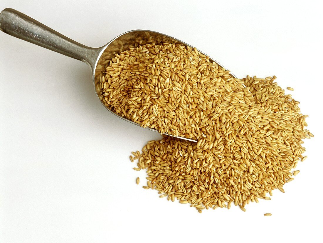 Oat grains on scoop