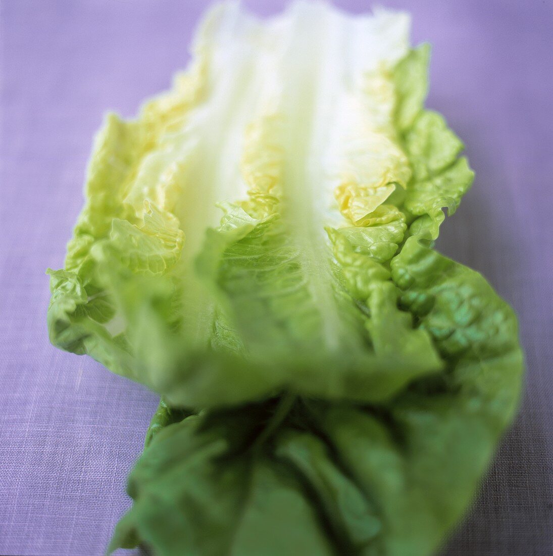 Romaine Lettuce