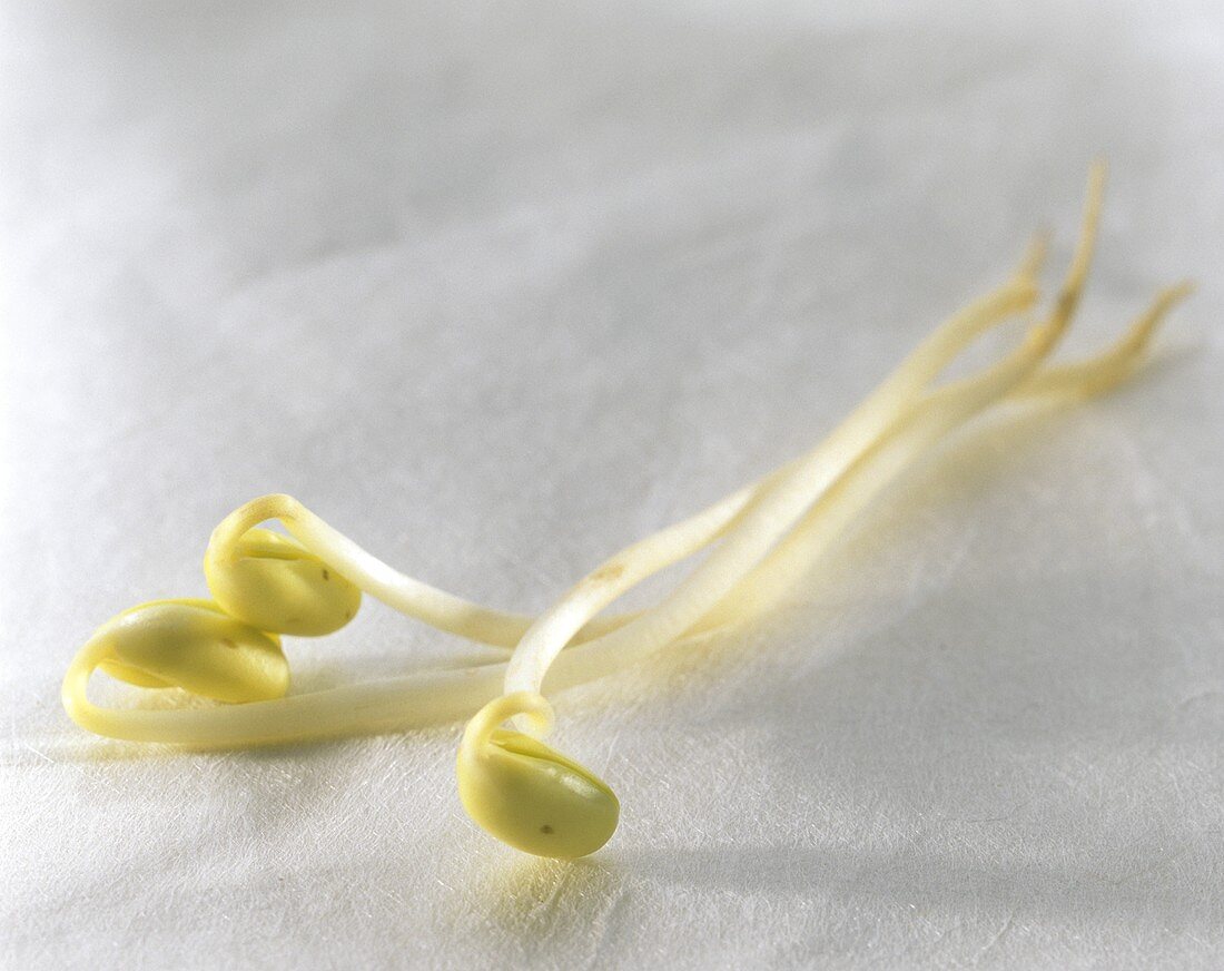 Soya Bean Sprouts