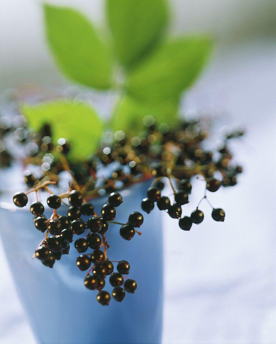 Zweig mit Holunderbeeren in Vase