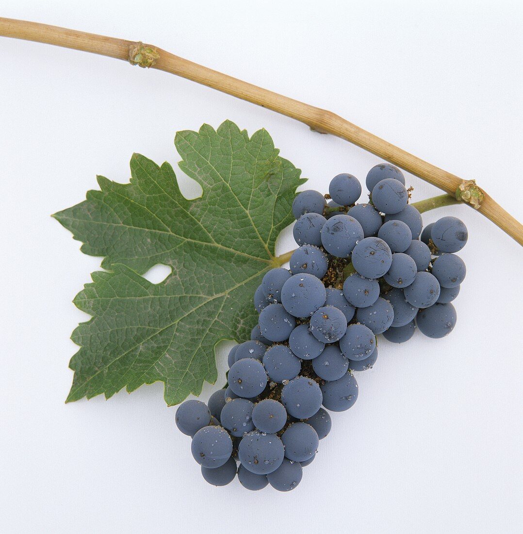 Cabernet-Sauvignon-Traube mit Weinblatt und Ast