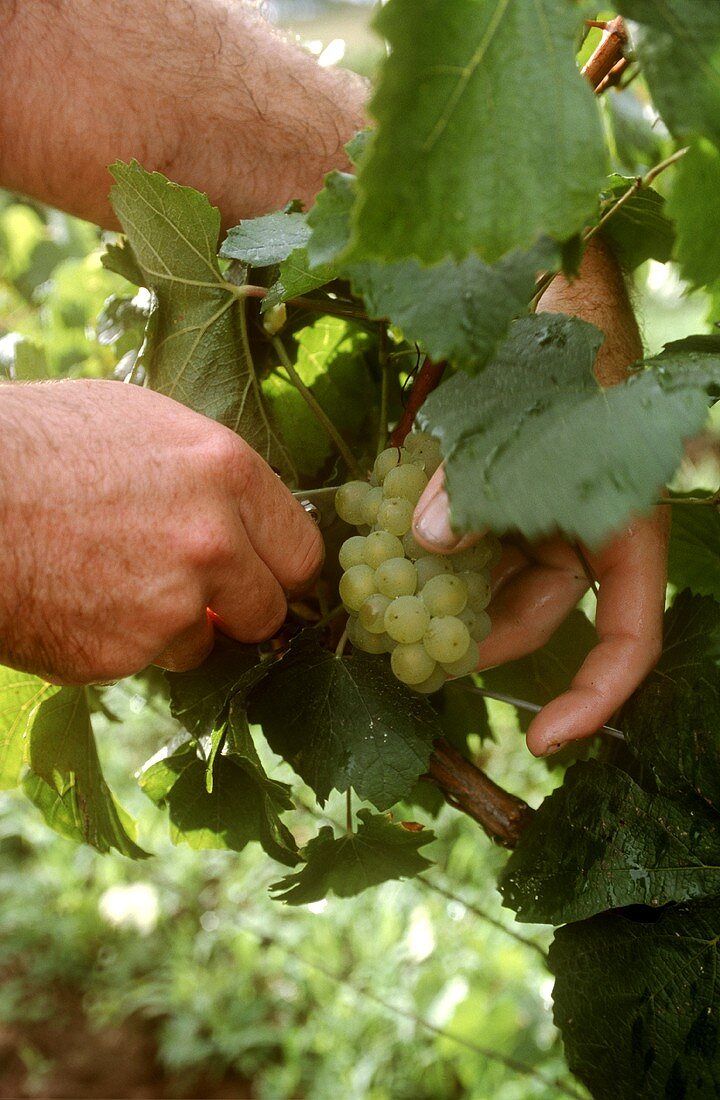 Weintrauben von der Rebe schneiden, Hunter Valley, Australien