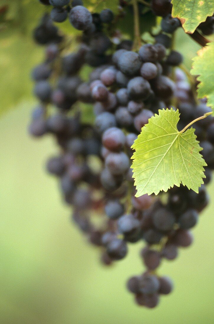 Grapes in the Hunter Valley, New South Wales, Australia