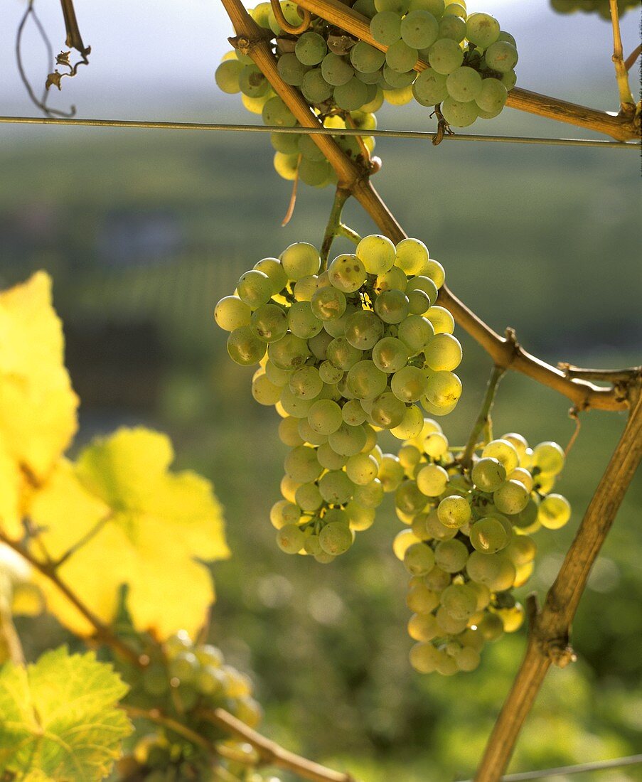 Bunch of Riesling grapes on the vine in Wachau, Austria