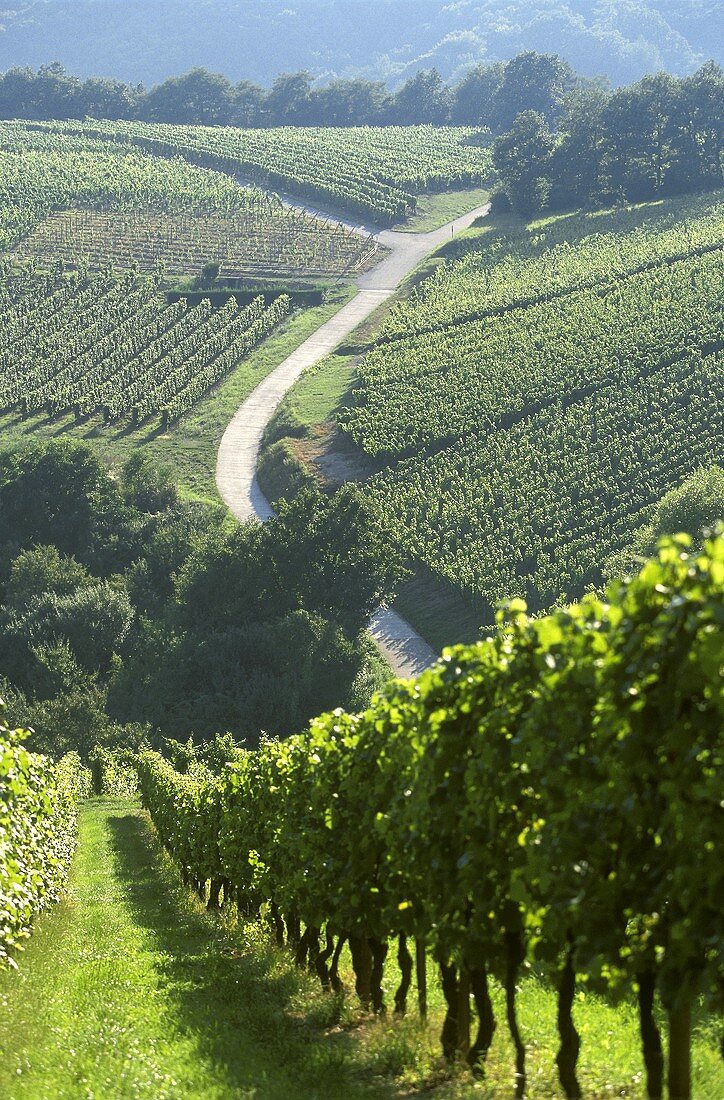 Well-kept vineyards at Andlau in Alsace, France