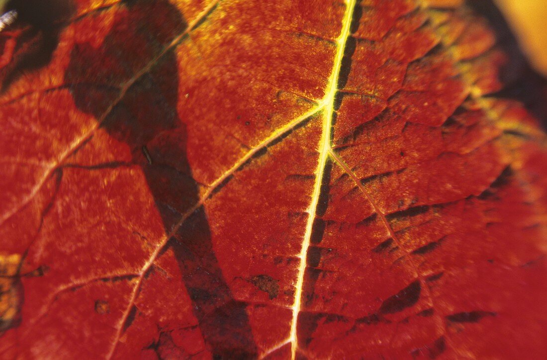 Red vine leaf on the vine, Pomerol, France