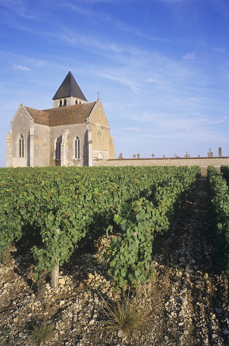 Kirche umgeben von Weinbergen im Chablis, Burgund, Frankreich