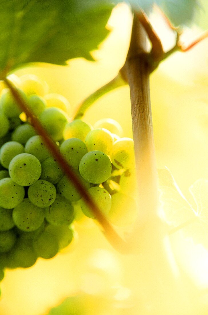 Riesling grapes in sunlight, Alsace, France
