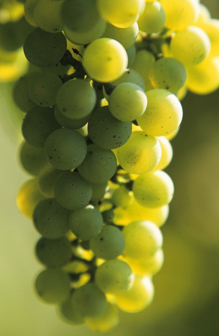High quality Riesling grapes in Alsace, France