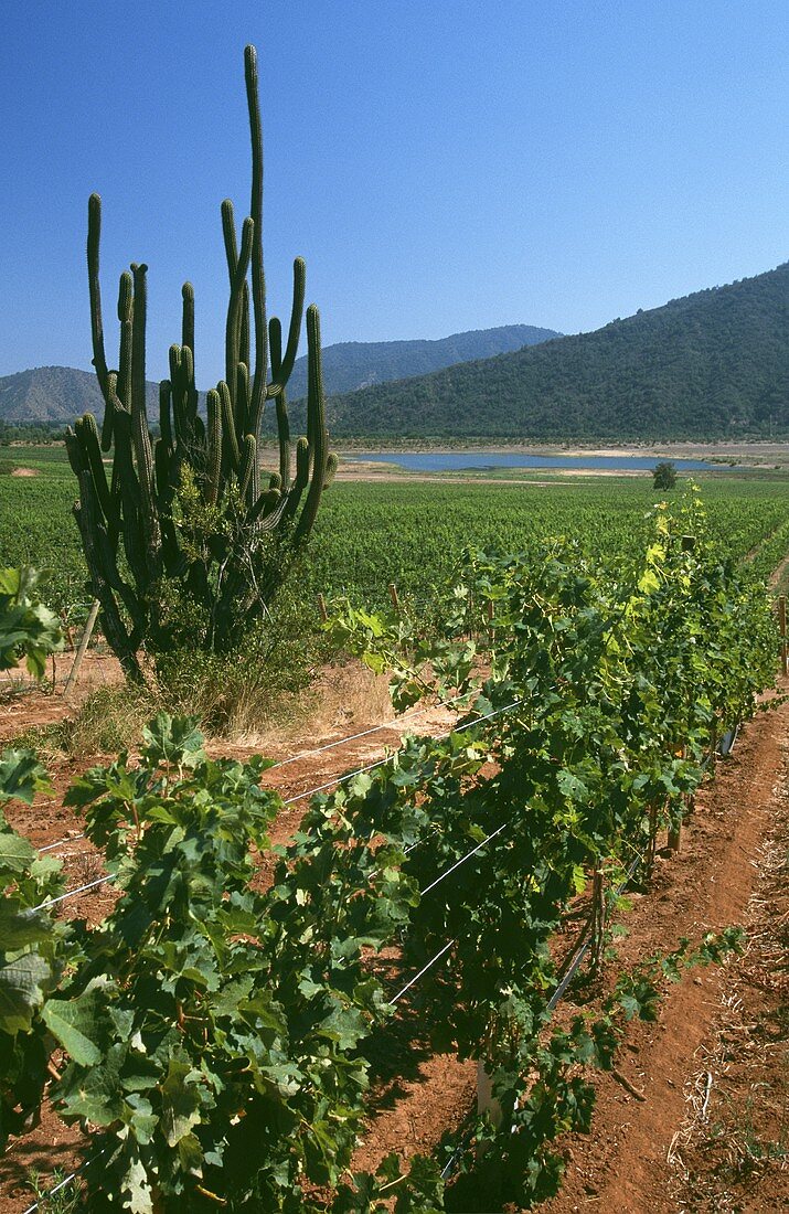 Weinberg von Gut Veramonte mit Kaktus, Casablanca, Chile