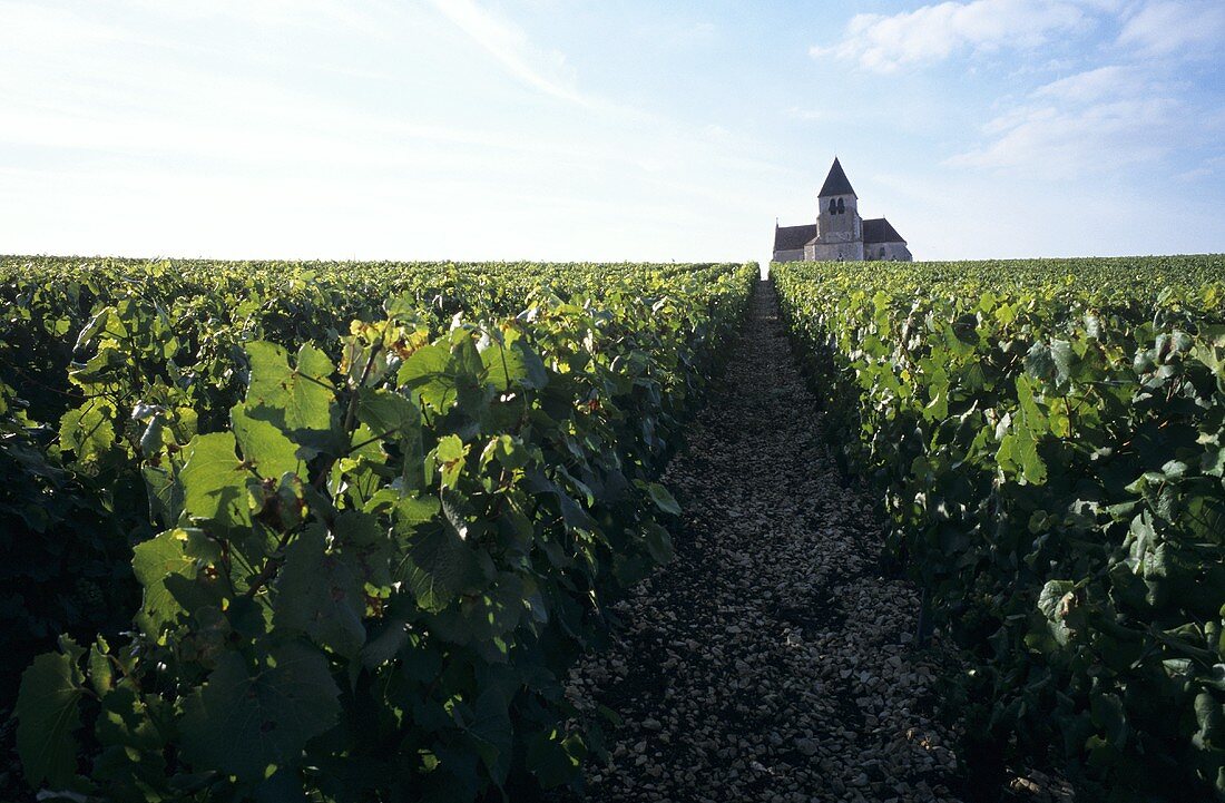 Church adorns vineyard in Chablis, Burgundy, France