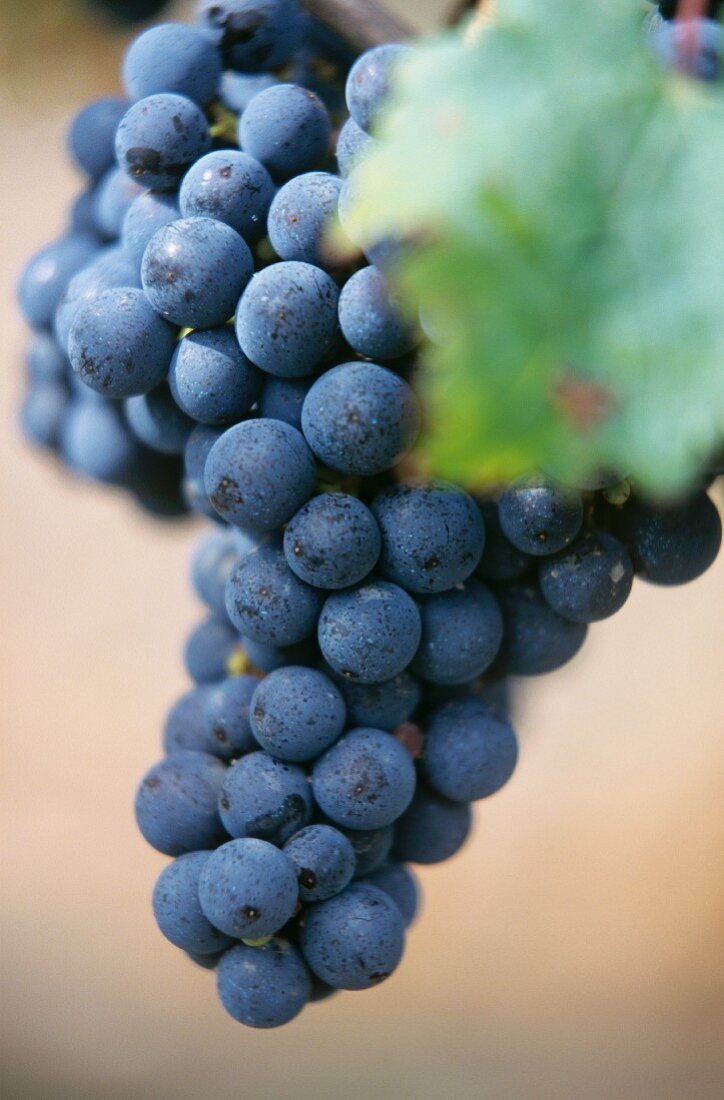 Cabernet-Sauvignon grapes on the vine, Pomerol, France