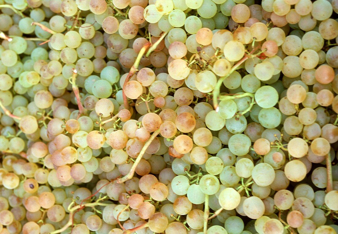 Chasselas grapes in a vat, St. Emilion, France