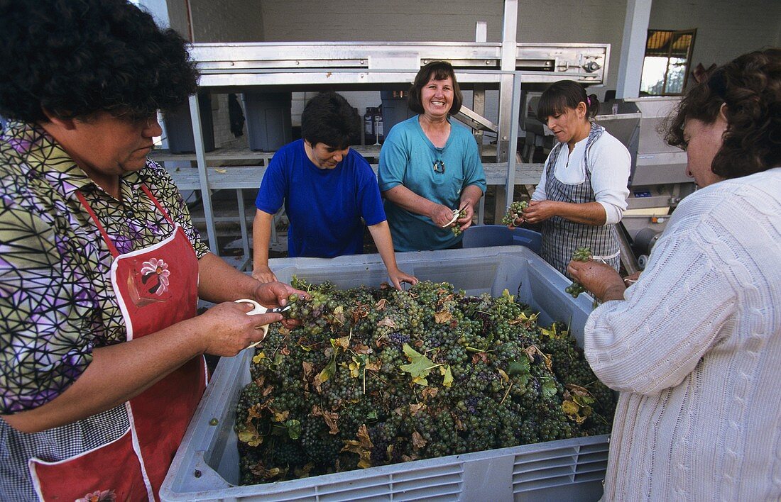 Sorting white wine grapes, Casa Lapostolle, Chile