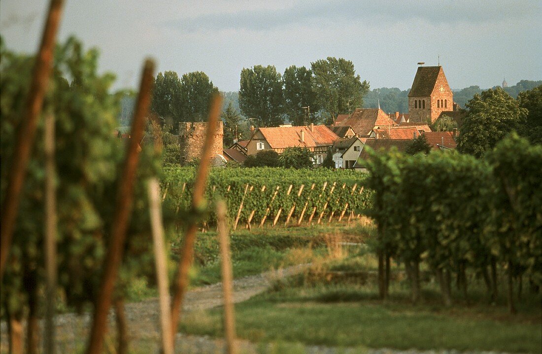 The famous wine town of Kientzheim in Alsace, France