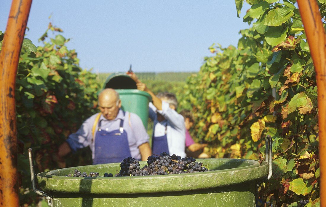 Weinlese in Hagnau am Bodensee, Deutschland