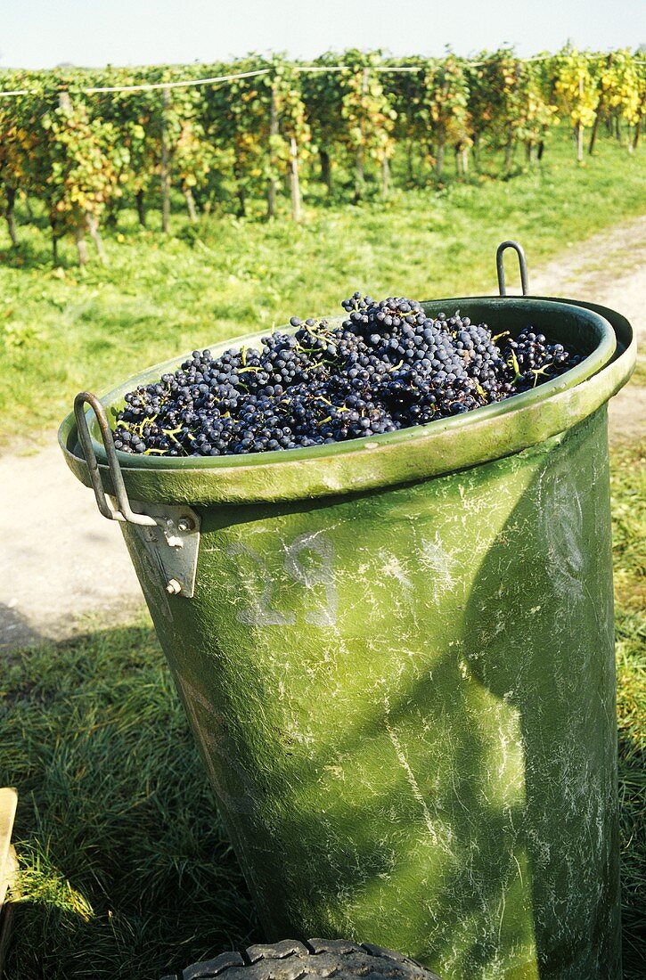 Burgundy grapes in tub, Hagnau on Lake Constance, Germany