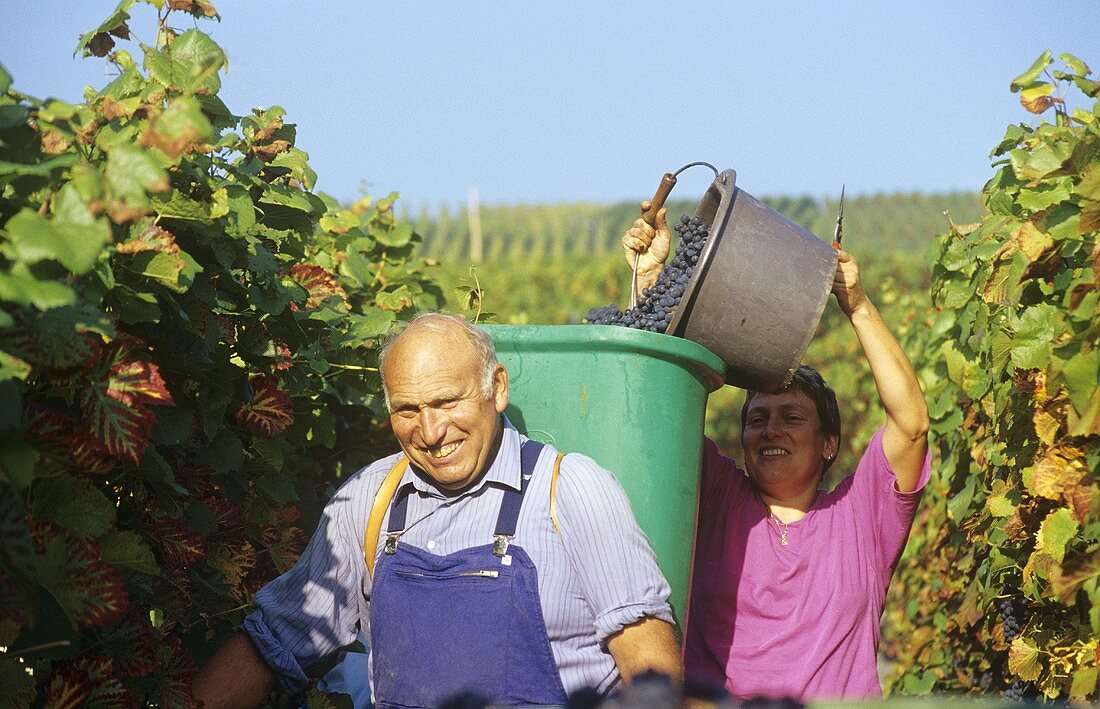 Fröhliche Weinlese in den Weinbergen bei Hagnau am Bodensee