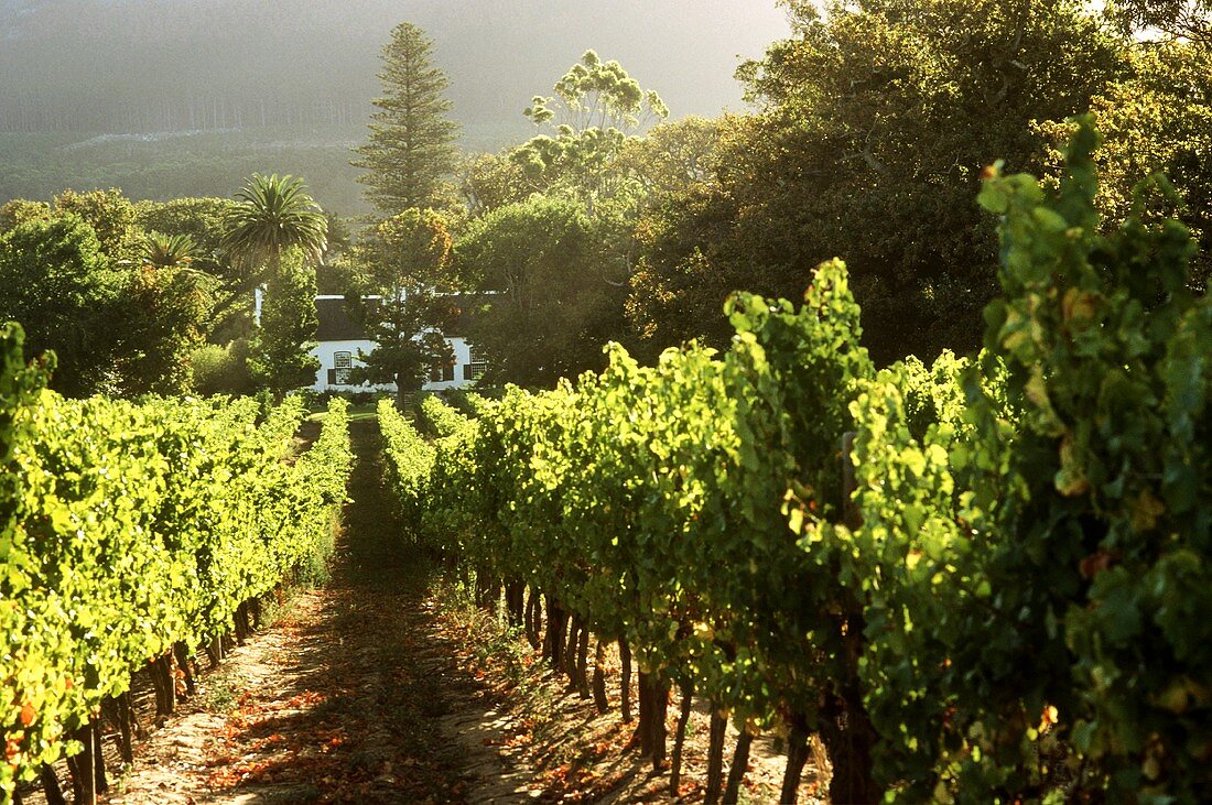 Weinberg von Weingut Buitenverwachting, Constantia, Südafrika