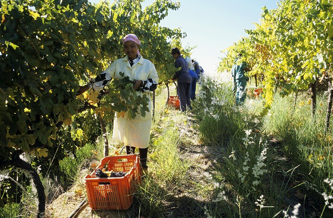 Picking Pinotage grapes, Laborie Estate, S. Africa