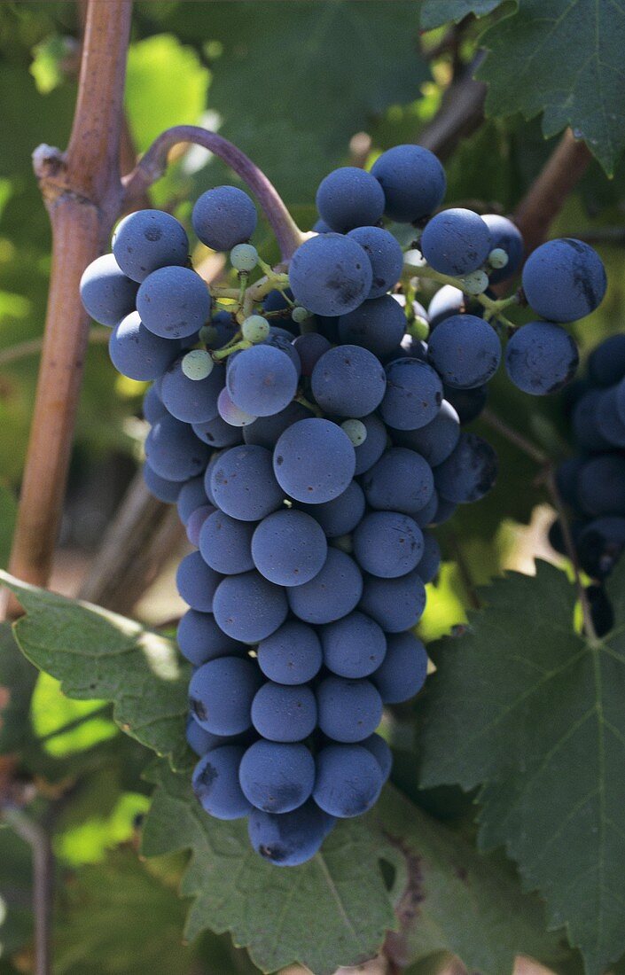 Red wine grapes (Carmenere variety) on the vine, Chile