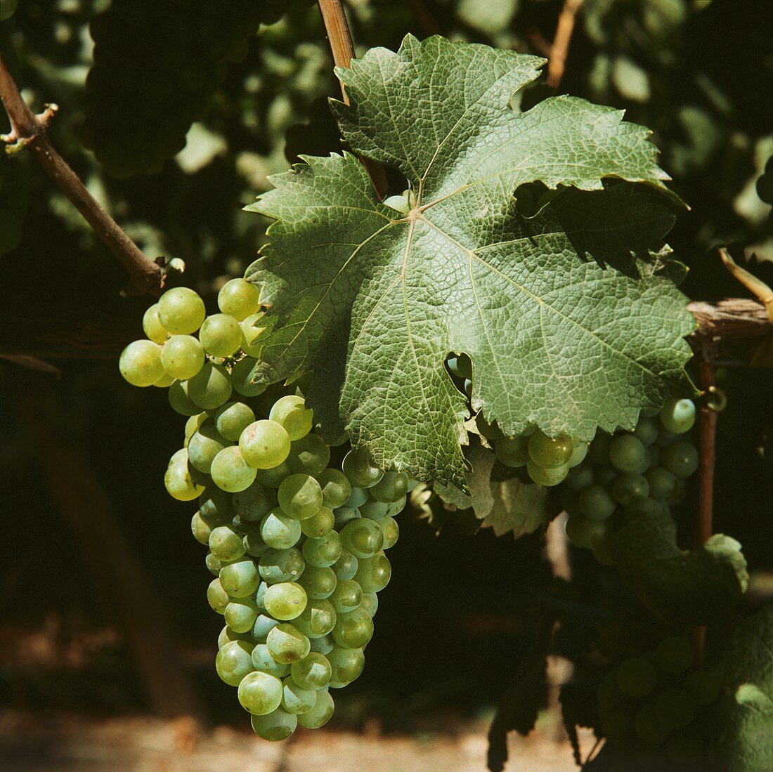 Riesling grapes in Colchagua Valley in Chile, S. America