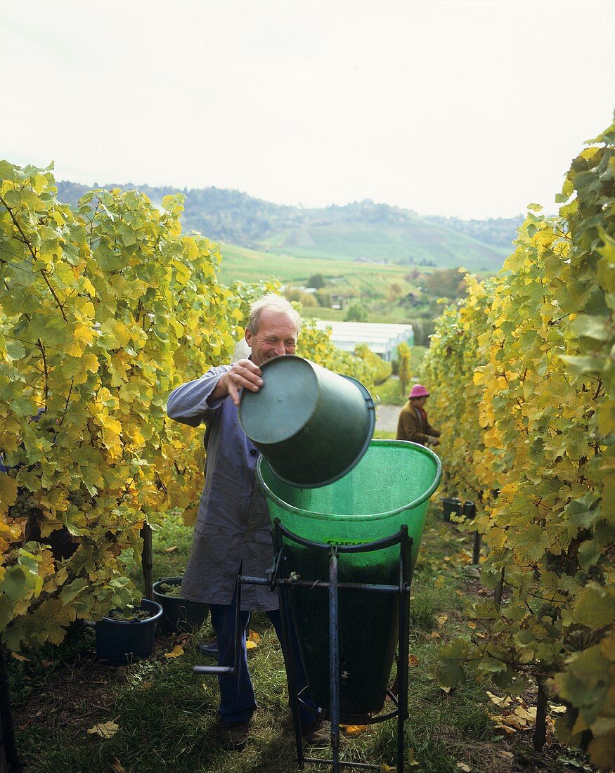 Grape picking in the vineyards at Fellbach, Baden-Württemberg