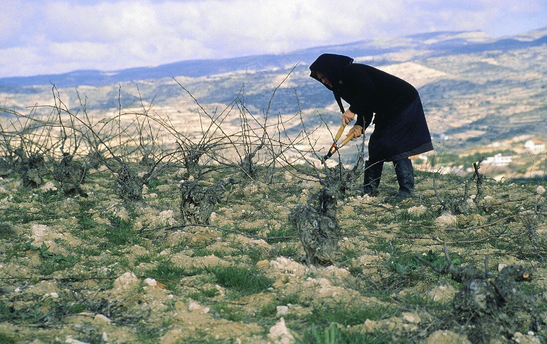 Frau kürzt Rebstöcke im Weinberg, Zypern, Griechenland