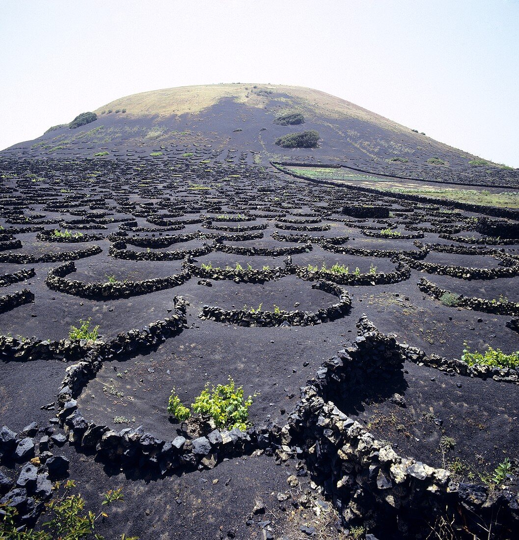 Weinanbau in Lanzarote, Spanien