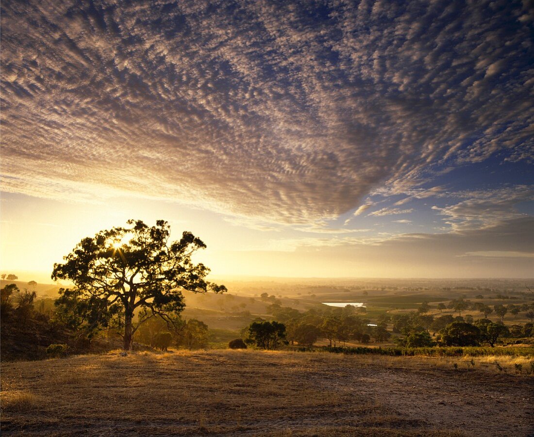 Sonnenaufgang über den Weinbergen von Mountadam, Australien