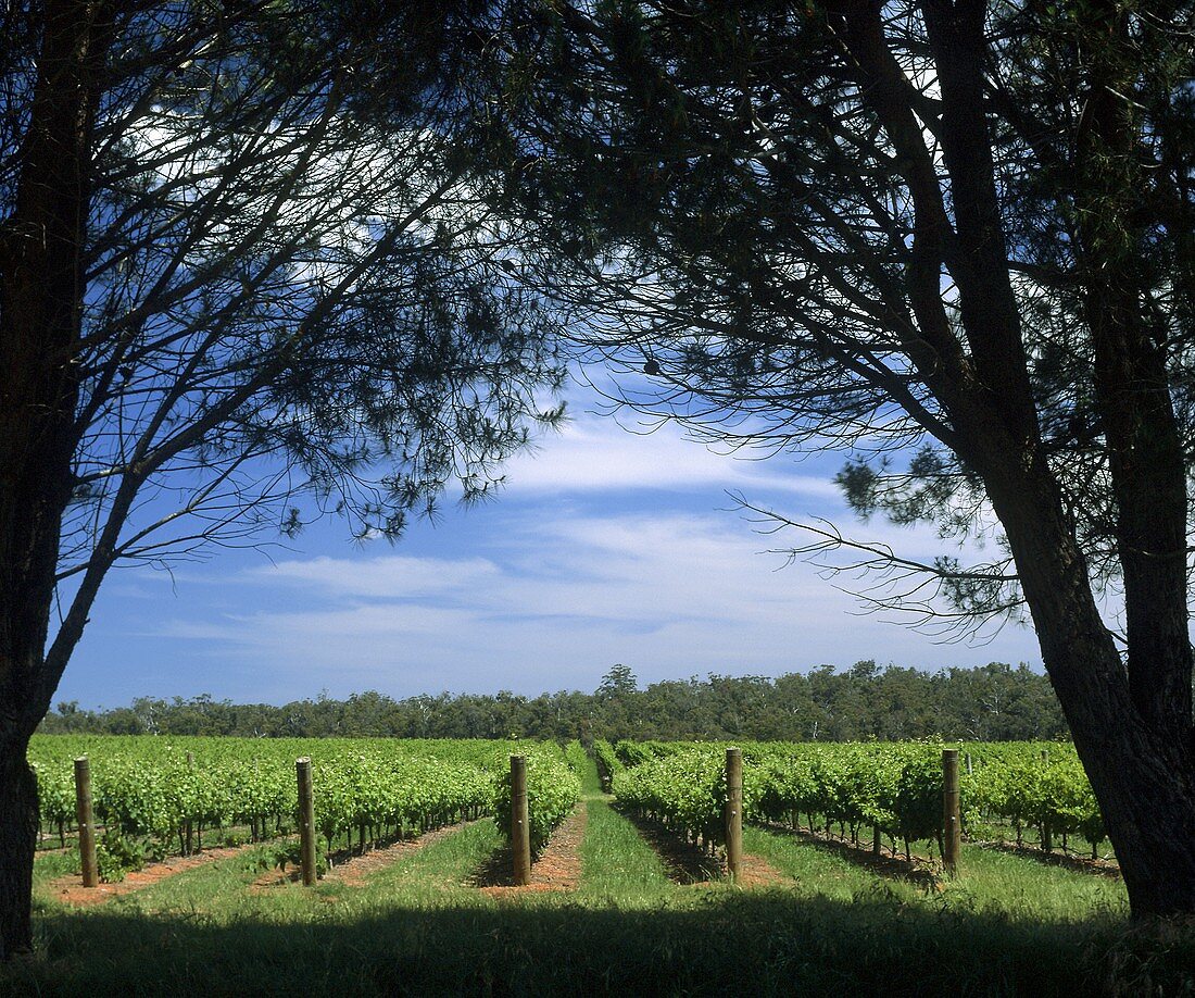 Weinberg des Salitage Weinguts, Pemberton, Westaustralien