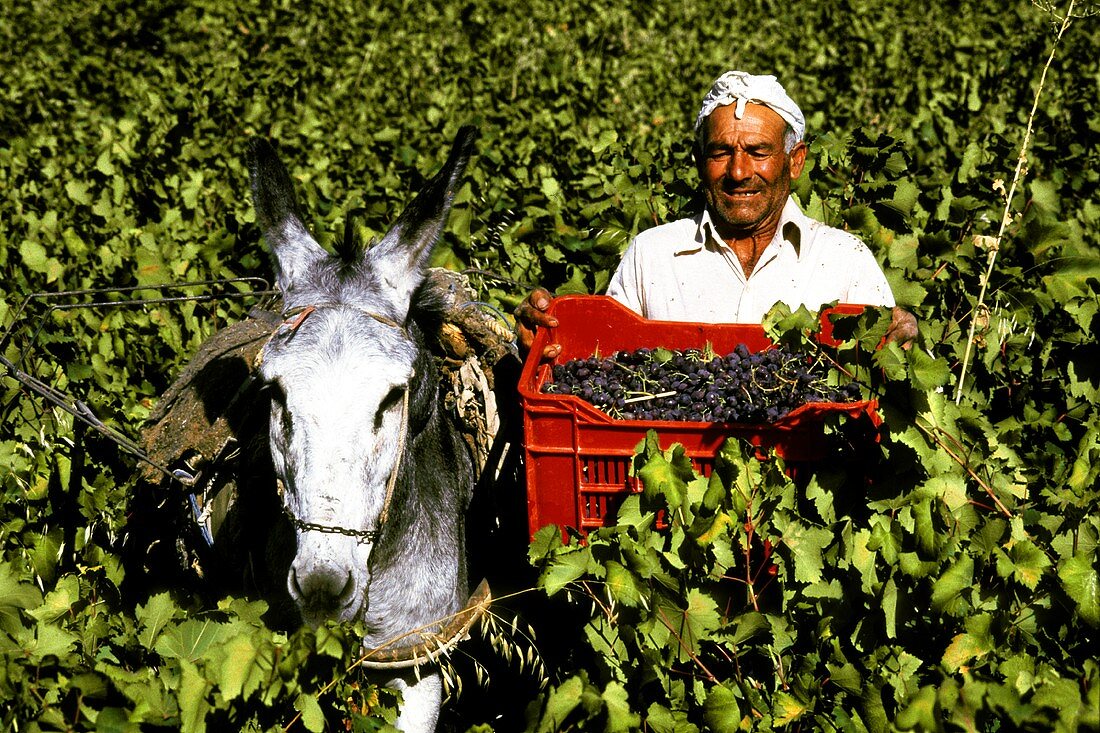 Weinlese in den Weinbergen von Troodos, Zypern