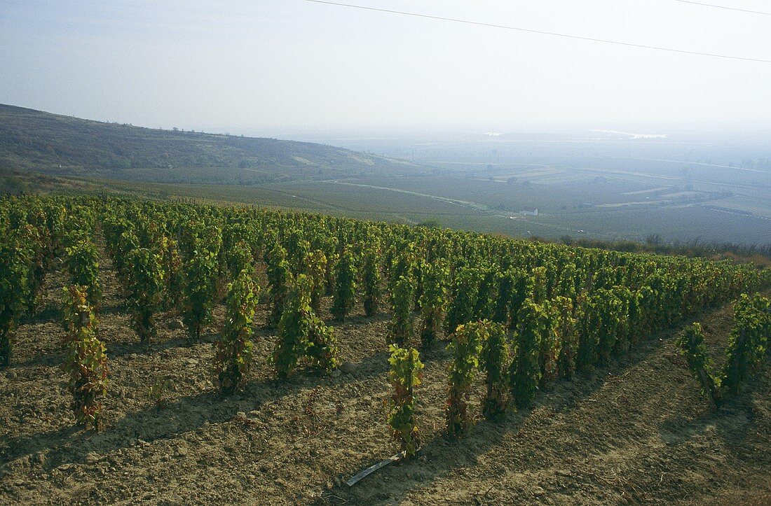 Vineyard near Tarcal, Tokaj-Hegyalja, Hungary