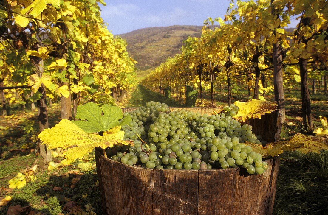 Veltliner-Trauben in Bottich im Weinberg, Wachau, Österreich