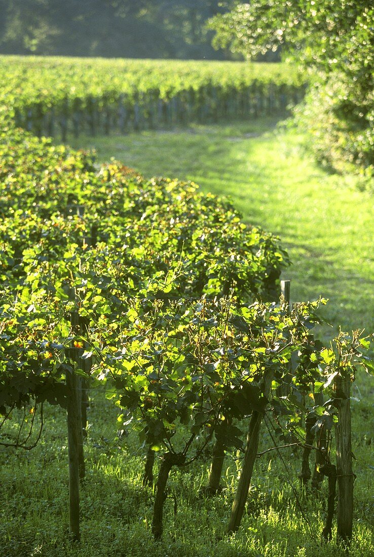 Weinberg im Anbaugebiet Pomerol, Bordeaux, Frankreich