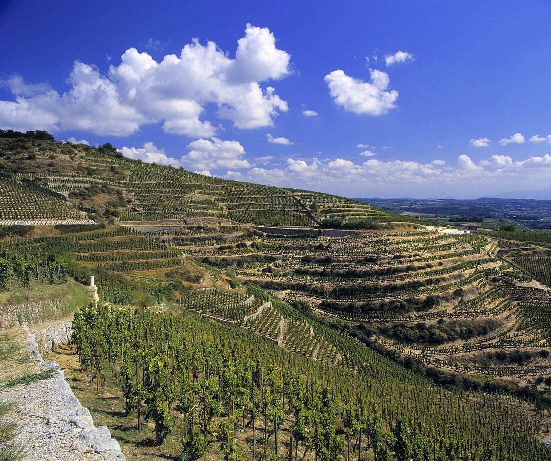 Blick vom Weinberg von Michel Chapoutier,Hermitage,Frankreich