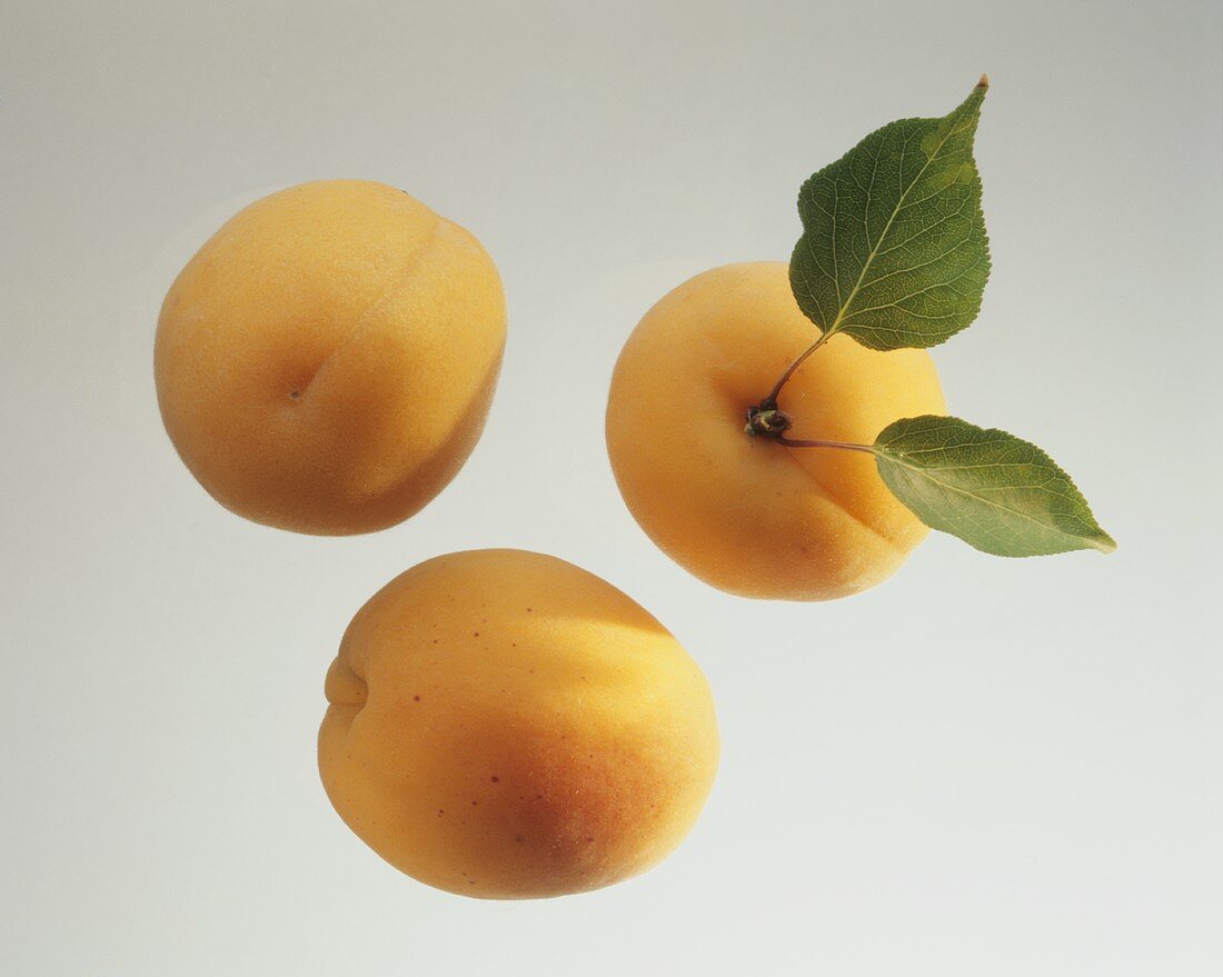 Three apricots, one with leaves